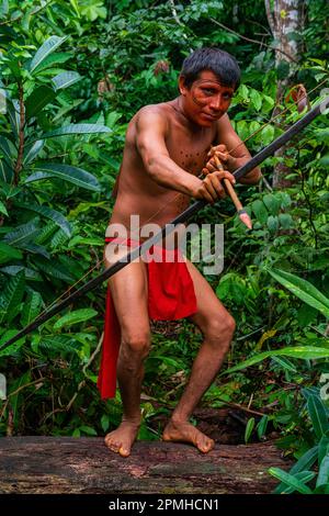 Yanomami-Mann mit Pfeil und Bogen auf einem Baumstamm, Yanomami-Stamm, Süd-Venezuela, Südamerika Stockfoto