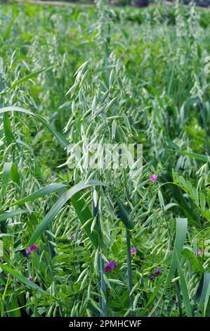 In einer Mischung mit anderen Futtergräsern auf dem Feld wächst Hafer Stockfoto