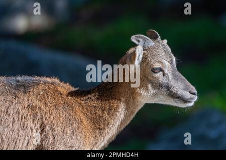 Ona Vidal. Iberische Ibex. In einem Steinbaby sitzen, das sich hinlegt. Mit großen und kleinen Hörnern. Das iberische Ibex zeichnet sich durch seine große und flexible Kapuze aus Stockfoto