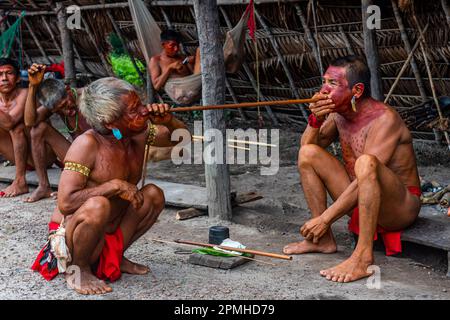 Schamanen aus dem Yanomami-Stamm, die traditionelle Heilmethoden praktizieren, Süd-Venezuela, Südamerika Stockfoto