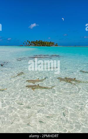 Schwarzspitzen-Riffhaie in der Blauen Lagune, Rangiroa-Atoll, Tuamotus, Französisch-Polynesien, Südpazifik, Pazifik Stockfoto