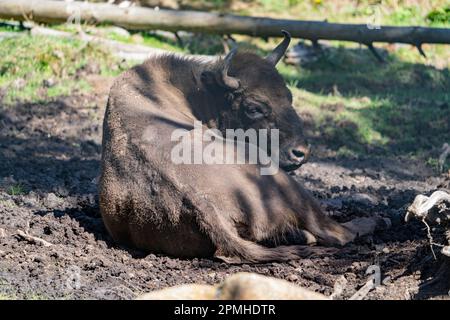 Ona Vidal. Bison. Kräftig braun und blanck Bison mit Hörnern und grauen Augen und seiner schwarzen Zunge. Bisons sind die größten Säugetiere in Nordamerika. Männlich b Stockfoto