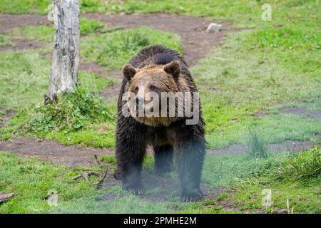 Ona Vidal. Brauner Bär auf grünem Gras neben einem Baum, der mit offenem Mund sitzt und rettet. Bären sind Säugetiere, die zur Familie Ursidae gehören. T Stockfoto