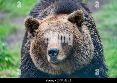 Ona Vidal. Brauner Bär auf grünem Gras neben einem Baum, der mit offenem Mund sitzt und rettet. Bären sind Säugetiere, die zur Familie Ursidae gehören. T Stockfoto