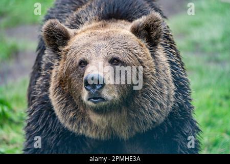 Ona Vidal. Brauner Bär auf grünem Gras neben einem Baum, der mit offenem Mund sitzt und rettet. Bären sind Säugetiere, die zur Familie Ursidae gehören. T Stockfoto