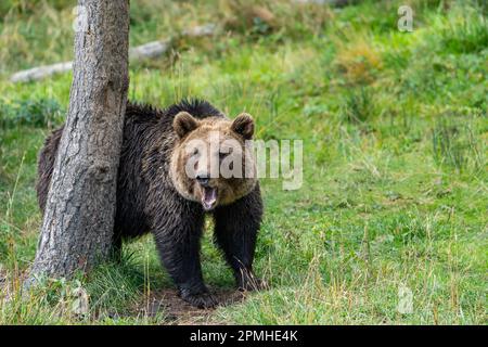 Ona Vidal. Brauner Bär auf grünem Gras neben einem Baum, der mit offenem Mund sitzt und rettet. Bären sind Säugetiere, die zur Familie Ursidae gehören. T Stockfoto