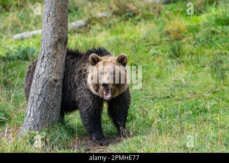 Ona Vidal. Brauner Bär auf grünem Gras neben einem Baum, der mit offenem Mund sitzt und rettet. Bären sind Säugetiere, die zur Familie Ursidae gehören. T Stockfoto