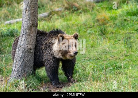 Ona Vidal. Brauner Bär auf grünem Gras neben einem Baum, der mit offenem Mund sitzt und rettet. Bären sind Säugetiere, die zur Familie Ursidae gehören. T Stockfoto