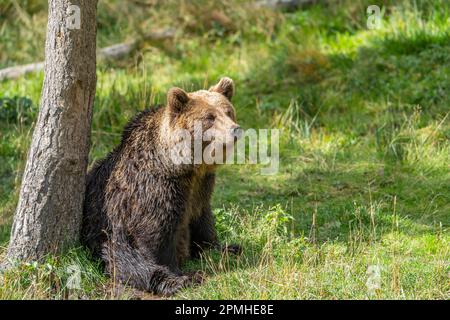 Ona Vidal. Brauner Bär auf grünem Gras neben einem Baum, der mit offenem Mund sitzt und rettet. Bären sind Säugetiere, die zur Familie Ursidae gehören. T Stockfoto