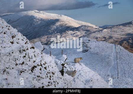 Welsh Mountain Sheep gestützt von Moel Siabod und Moelwynion Mountain Range im Winter, Snowdonia National Park, Eryri, Nordwales, Vereinigtes Königreich Stockfoto