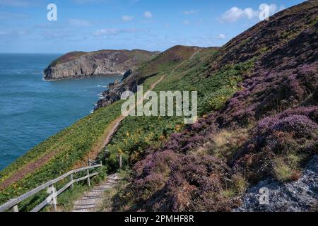 Purple Heather auf dem Anglesey Coast Path im Sommer, nahe Cemaes, Anglesey, North Wales, Vereinigtes Königreich, Europa Stockfoto