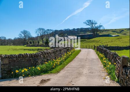 Frühling im Wald von Bowland, Lancashire Stockfoto