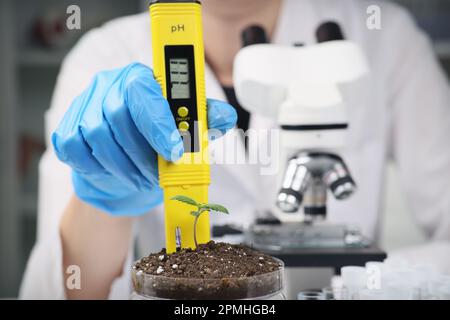 Eine Wissenschaftlerin untersucht den Boden in einem Behälter mit Cannabis Stockfoto