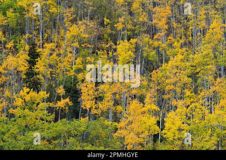 Gelbe Birken im Herbst, in der Nähe von Chickaloon, Alaska, Vereinigte Staaten von Amerika, Nordamerika Stockfoto