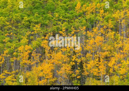 Gelbe und grüne Birken im Herbst, in der Nähe von Chickaloon, Alaska, Vereinigte Staaten von Amerika, Nordamerika Stockfoto