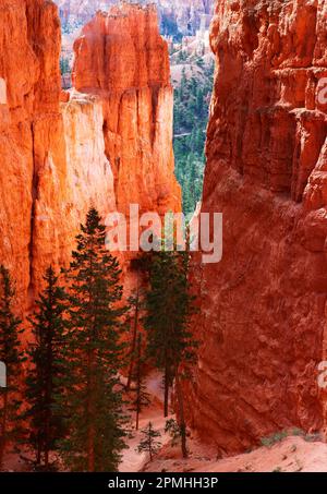 Navajo Loop Trail ab Sunrise Point, Bryce Canyon, Utah, Vereinigte Staaten von Amerika, Nordamerika Stockfoto