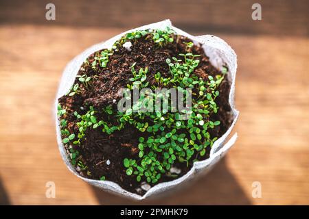 Setzlinge in biologisch abbaubaren Töpfen auf Holztischen. Draufsicht auf grüne Pflanzen in Torftöpfen und landwirtschaftlichen Geräten. Papiertüten Stockfoto