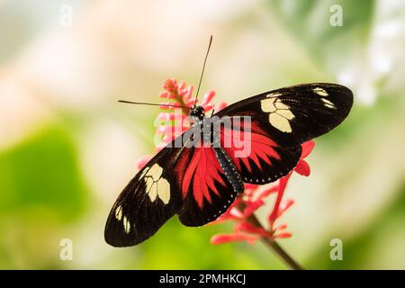 Doris Longwing - Heliconius doris, kleiner, schöner, farbenfroher Schmetterling aus New World, Panama. Stockfoto