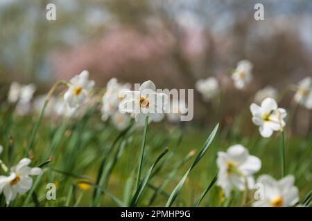 Spätblüten Narzissen Narcissus poeticus, auch als Poet's Narziss oder Pheasant's Eye bekannt, wächst im Gras bei RHS Wisley, Surrey, Großbritannien Stockfoto