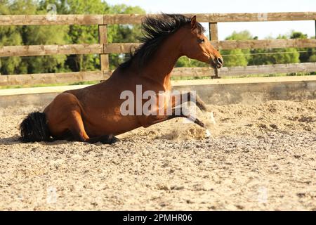 Ein arabisches Pferd rollt in einer Sandschule Stockfoto