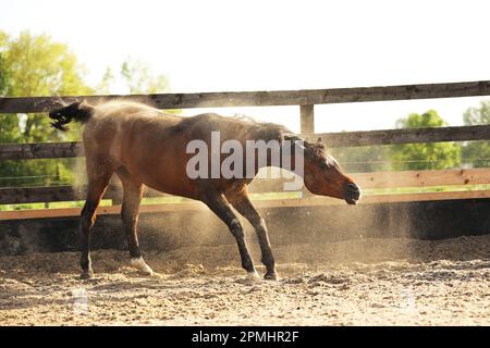 Ein arabisches Pferd rollt in einer Sandschule Stockfoto