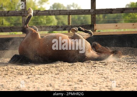 Ein arabisches Pferd rollt in einer Sandschule Stockfoto