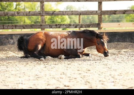 Ein arabisches Pferd rollt in einer Sandschule Stockfoto