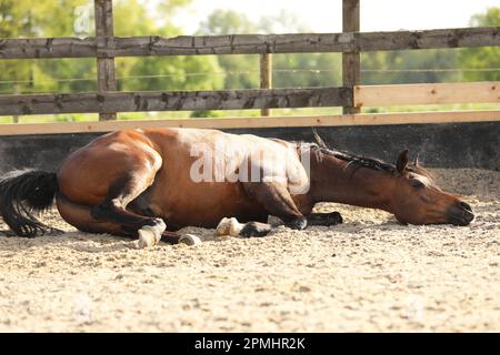 Ein arabisches Pferd rollt in einer Sandschule Stockfoto