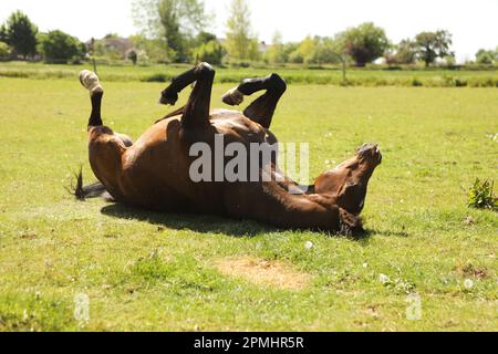 Ein arabisches Pferd, das im Sommer im Gras rollt Stockfoto