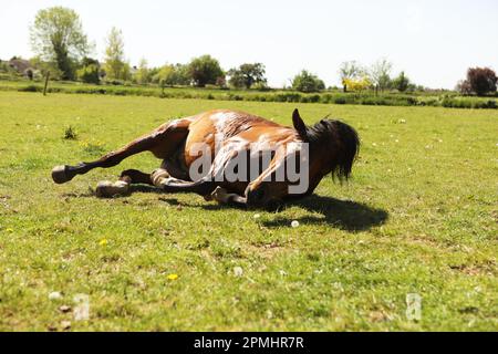 Ein arabisches Pferd, das im Sommer im Gras rollt Stockfoto