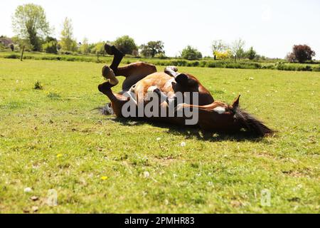 Ein arabisches Pferd, das im Sommer im Gras rollt Stockfoto