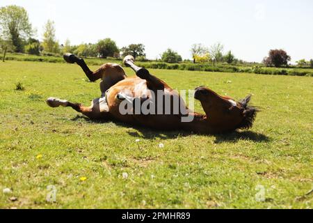 Ein arabisches Pferd, das im Sommer im Gras rollt Stockfoto