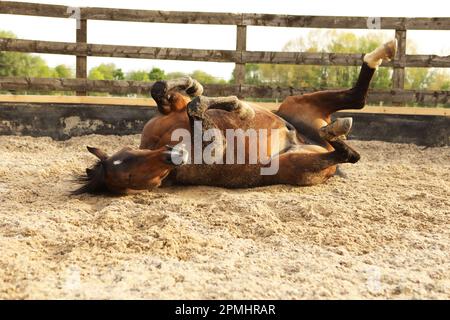 Ein arabisches Pferd rollt in einer Sandschule Stockfoto