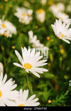 Weiße Gänseblümchen, gruppiert in einem einzigen Bereinigungsbereich mit Kopierbereich Stockfoto