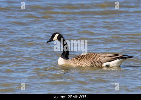 Kanadische Gans/Kanadische Gans (Branta canadensis), die im Frühjahr im Wasser des Teiches schwimmt Stockfoto