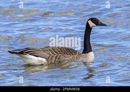 Kanadische Gans/Kanadische Gans (Branta canadensis), die im Frühjahr im Wasser des Teiches schwimmt Stockfoto