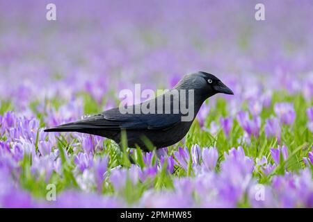 Westliche Jackdaw / Europäische Jackdaw (Corvus monedula / Coloeus monedula) Futtersuche im Grünland mit blühenden Krokussen im Frühling Stockfoto