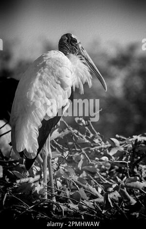 Florida Wood Storch vollständiges Porträt in Schwarz-Weiß mit Farbeffekten und vielen Details - Mycteria americana Stockfoto