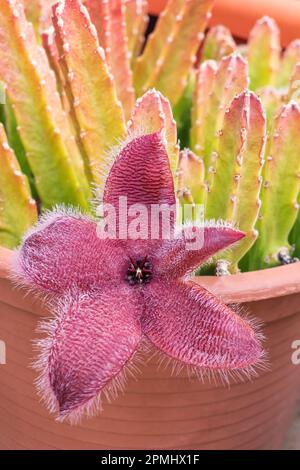 Blühende exotische Stapia afrikanische Seesterne blühen im Topf aus nächster Nähe Stockfoto