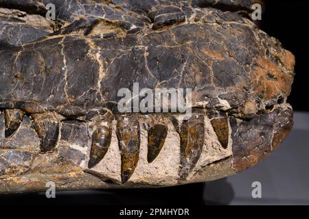 Schädel-Fossil eines Albertosaurus. Der alte Knochen zeigt die Zähne des ausgestorbenen Tieres. Ausstellung im Royal Ontario Museum ( ROM) Stockfoto