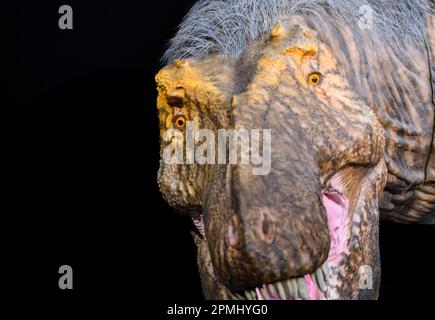 Nahaufnahme eines Tyrannosaurus-Rex-Kopfes. Detaildarstellung einer realen Grösse eines ausgewachsenen Tieres (20 Jahre alt). Modell oder Nachbildung im Royal Ontario Mus Stockfoto