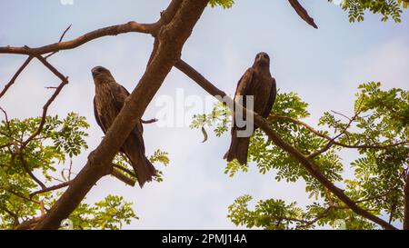 Zwei Adler stehen auf einem hohen Ast eines Baumes. Zwei Adler schauen sich an. Stockfoto