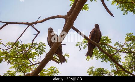 Zwei Adler stehen auf einem hohen Ast eines Baumes. Zwei Adler schauen sich an. Stockfoto