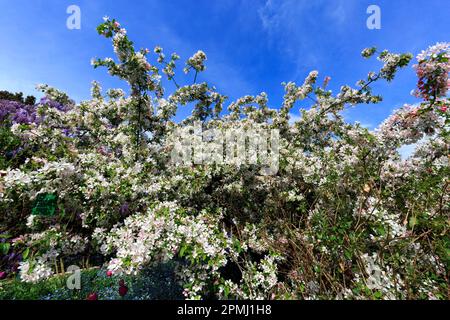 Deutschland, Baden-Württemberg, Weinheim, Hermannshof, blühend, Blühender europäischer Krabbenapfel (Malus sylvestris), wilder Apfelbaum Stockfoto