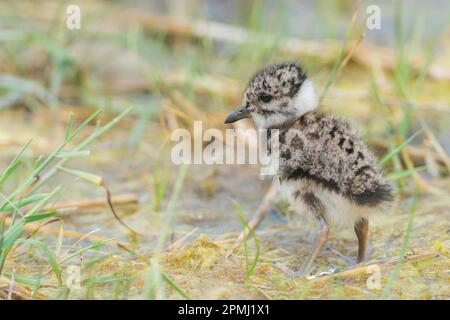 Nördlicher Lapwing (Vanellus vanellus), Küken Stockfoto