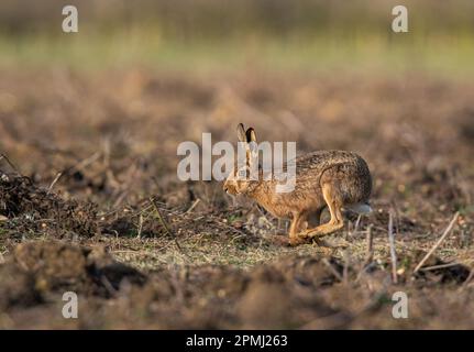 Ein Braunhaar ( Lepus europaeus), der beim Überqueren sehr rauer Pflügen seine Schnittigkeit und Beweglichkeit zeigt. Suffolk, Großbritannien Stockfoto