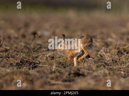 Ein Braunhaar ( Lepus europaeus), der beim Überqueren sehr rauer Pflügen seine Schnittigkeit und Beweglichkeit zeigt. Suffolk, Großbritannien Stockfoto