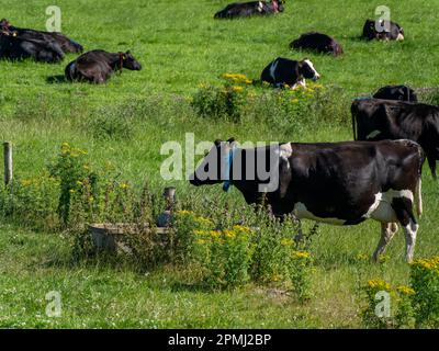 Eine Kuh frisst Gras auf einem Feld. Irische Farm. Landschaftsbau. Rinder auf der Wiese, Kühe auf dem Feld. Stockfoto