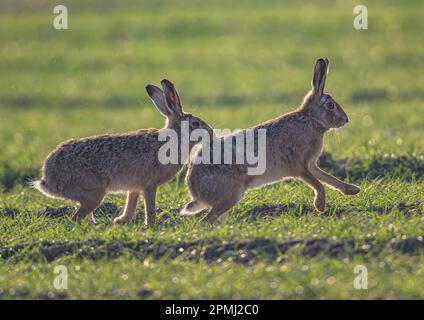 Verrückte Marschhasen. Zwei Braunhaien ( Lepus europaeus), die auf den Ackerfeldern von Suffolk beißen, jagen und werben. UK. Stockfoto