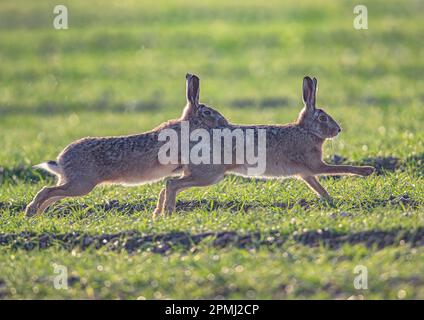 Verrückte Marschhasen. Zwei Braunhaien ( Lepus europaeus), die auf den Ackerfeldern von Suffolk beißen, jagen und werben. UK. Stockfoto